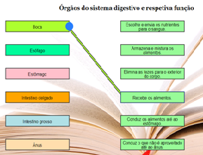 imagem sistema digestivo